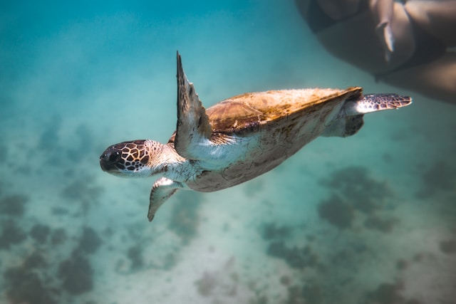 Visite de Nausicaá – Atelier d’échange | Comment analyser, mesurer et tirer parti des services rendus par la biodiversité ?